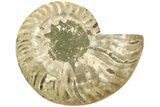 Cut & Polished Ammonite Fossil (Half) - Madagascar #206771-1